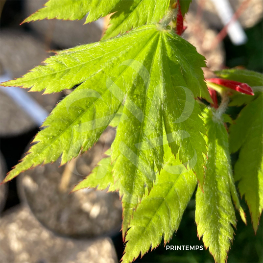 Acer sieboldianum 'F Pilosum' - Érable du Japon