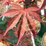 Acer sieboldianum 'Momiji Gasa' - Érable du Japon