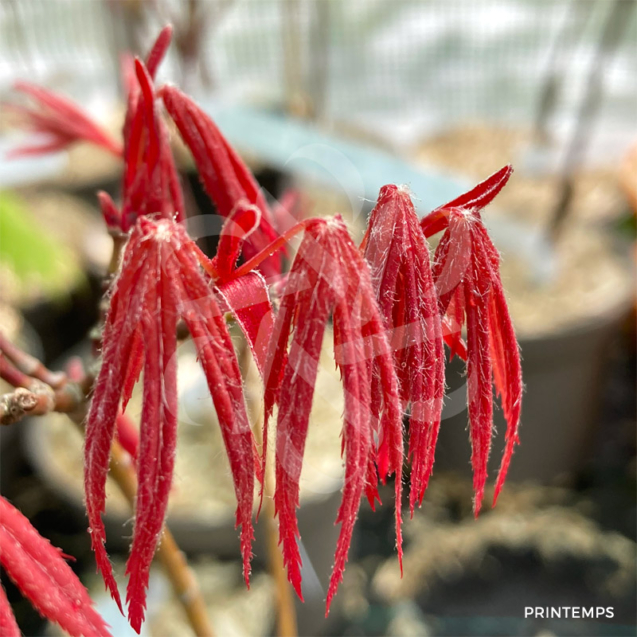 Acer sieboldianum 'Momiji Gasa' - Érable du Japon