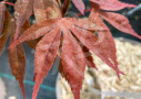 Acer sieboldianum 'Momiji Gasa' - Érable du Japon