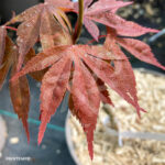 Acer sieboldianum 'Momiji Gasa' - Érable du Japon