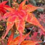 Acer sieboldianum 'Momiji Gasa' - Érable du Japon