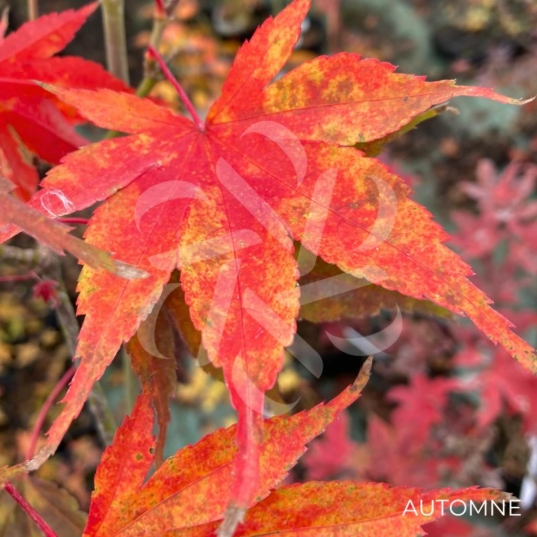 Acer sieboldianum 'Momiji Gasa' - Érable du Japon