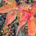 Acer sieboldianum 'Momiji Gasa' - Érable du Japon