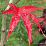 Acer sieboldianum 'Momiji Gasa' - Érable du Japon