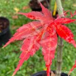 Acer sieboldianum 'Momiji Gasa' - Érable du Japon