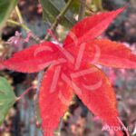 Acer sieboldianum 'Momiji Gasa' - Érable du Japon