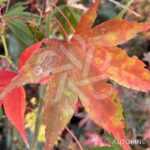 Acer sieboldianum 'Momiji Gasa' - Érable du Japon