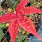 Acer sieboldianum 'Momiji Gasa' - Érable du Japon