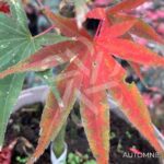 Acer sieboldianum 'Momiji Gasa' - Érable du Japon