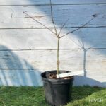 Acer sieboldianum 'Momiji Gasa' - Érable du Japon