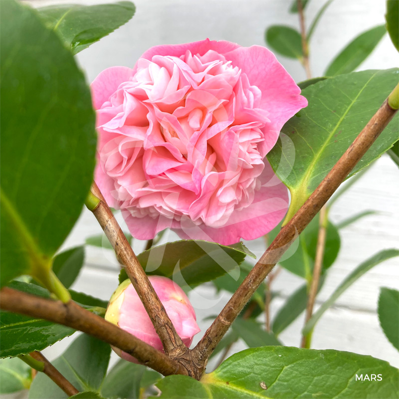 Camellia japonica 'High Fragrance' - Palmatia Plantes