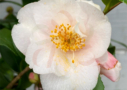 Camellia japonica ‘Winter Perfume Pearl’