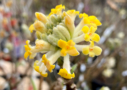 Edgeworthia chrysantha 'Honey Sunshine'