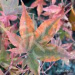 Acer palmatum 'Daiji Sen' - Érable du Japon