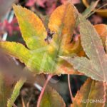 Acer palmatum 'Daiji Sen' - Érable du Japon