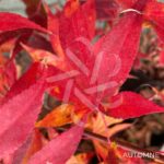 Acer palmatum 'Hondo Ji' - Érable du Japon