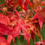 Acer palmatum 'Hondo Ji' - Érable du Japon