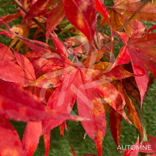 Acer palmatum 'Hondo Ji' - Érable du Japon
