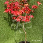 Acer palmatum 'Hondo Ji' - Érable du Japon