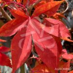 Acer palmatum 'Hondo Ji' - Érable du Japon