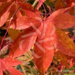 Acer palmatum 'Hondo Ji' - Érable du Japon