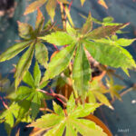 Acer palmatum 'Britta's Best' - Érable du Japon