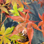 Acer palmatum 'Britta's Best' - Érable du Japon