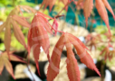 Acer palmatum 'Daiji Sen' - Érable du Japon