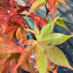 Acer palmatum 'Dezome Irizome' - Érable du Japon