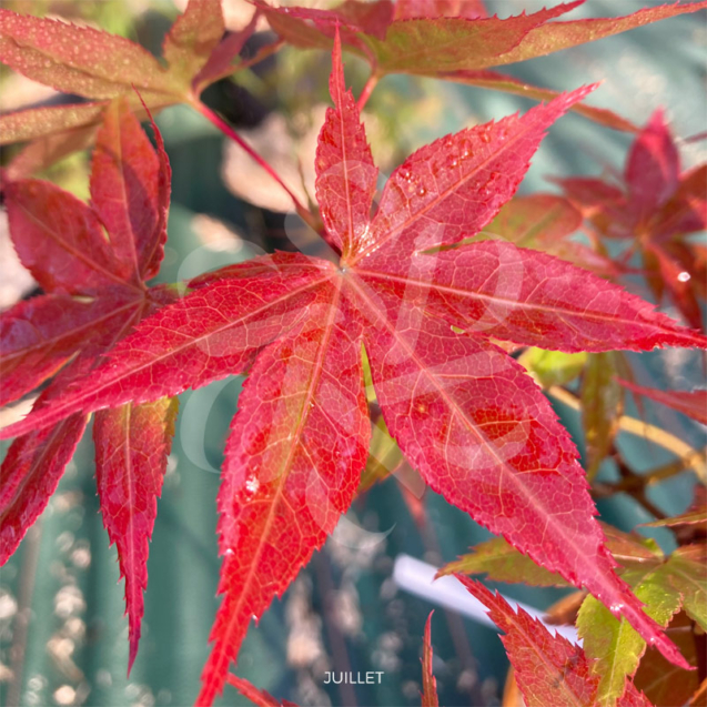 Acer palmatum 'Dezome Irizome' - Érable du Japon