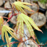 Acer palmatum 'Dezome Irizome' - Érable du Japon