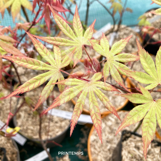 Acer palmatum 'Dezome Irizome' - Érable du Japon