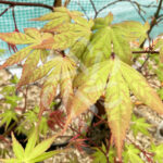 Acer palmatum 'Dezome Irizome' - Érable du Japon