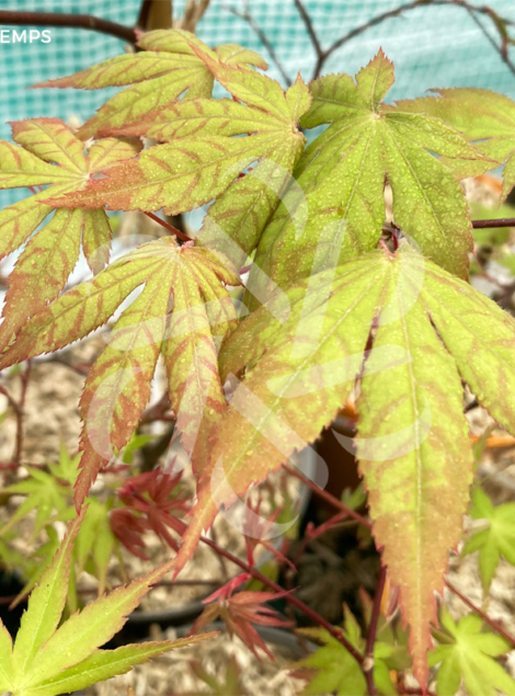 Acer palmatum 'Dezome Irizome' - Érable du Japon