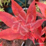 Acer palmatum 'Dezome Irizome' - Érable du Japon