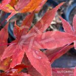 Acer palmatum 'Dezome Irizome' - Érable du Japon