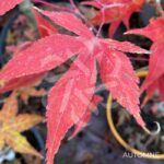 Acer palmatum 'Dezome Irizome' - Érable du Japon