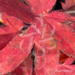 Acer palmatum 'Dezome Irizome' - Érable du Japon
