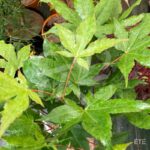 Acer palmatum 'Dezome Irizome' - Érable du Japon