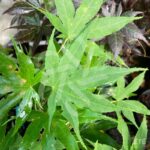 Acer palmatum 'Dezome Irizome' - Érable du Japon