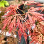 Acer Palmatum 'Dr Baker' - Érable du Japon dissectum