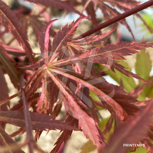 Acer palmatum 'Extravaganza' - Érable du Japon