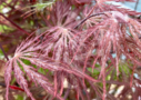 Acer palmatum 'Garnet' - Érable du Japon