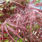 Acer palmatum 'Garnet' - Érable du Japon