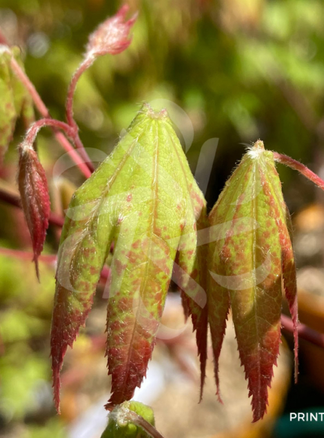 Acer Palmatum 'Hiryu' - Érable du Japon