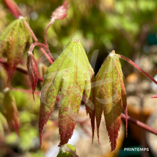 Acer Palmatum 'Hiryu' - Érable du Japon