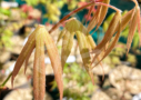 Acer palmatum 'Hondo Ji' - Érable du Japon