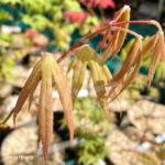 Acer palmatum 'Hondo Ji' - Érable du Japon