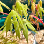 Acer palmatum 'Hondo Ji' - Érable du Japon